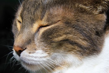 Fototapeta na wymiar Cute cat face close up