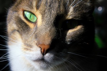 Cute cat face close up