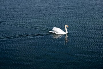 Cisne blanco nadando en el lago constanza durante un dia de invierno