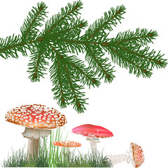 fly agaric mushrooms under fir branch isolated on white