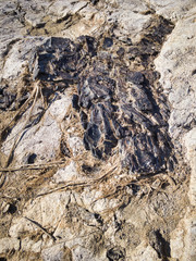 Tree fossils that look like traces of a bonfire. A miracle land where fossils from 1.7 to 2 million years ago are exposed on a large scale. 