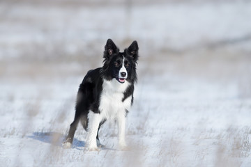 Border Collie dog in winter