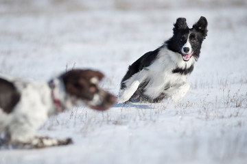 Border Collie dog in winter