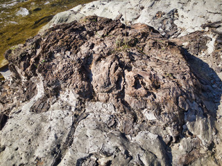 Tree fossils that look like traces of a bonfire. A miracle land where fossils from 1.7 to 2 million years ago are exposed on a large scale. Fossils of trees that appeared facing the river.