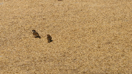 Rice Laid Out To Dry