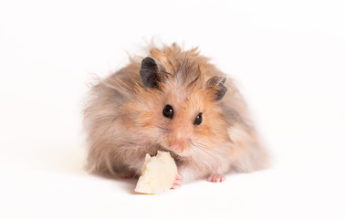 Obraz premium Hamster eating on a white background