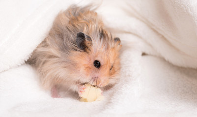 Hamster eating on a white background