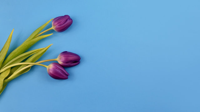 Purple tulips frame stock images. Purple tulips on a blue background. Spring floral decoration. Spring flower isolated on a blue background with copy space for text