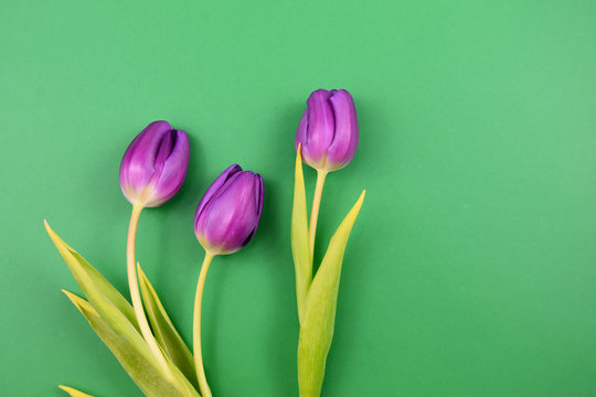 Purple tulips frame stock images. Purple tulips on a green background. Spring floral decoration. Spring flower isolated on a green background with copy space for text