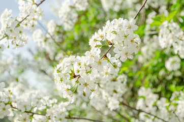 Blooming cherry branch in the sunlight, a beautiful gentle spring border. Selective focus.