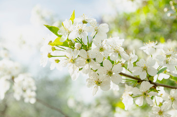 Blooming cherry branch in the sunlight, a beautiful gentle spring border. Selective focus.