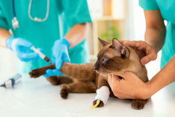 Veterinary concept. Veterinarian is doing syringe to check for blood. Analyze healthy of cat. Patients are vaccinated. Asian.