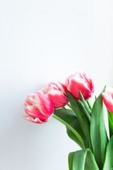 Pink white tulips on light gray background. Delicate bouquet of flowers with copy space close-up, no people. Spring blossoming vertical