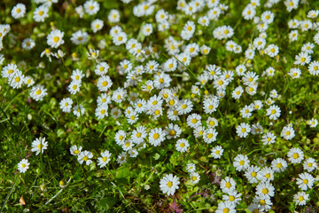 chamomile flowers on spring at Greece