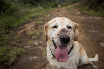 A cute dog in the nature