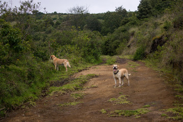 Two dogs in the nature