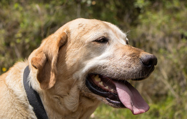 Cute dog in a park