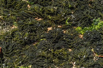 Seaweed on the beach in Melbourne Victoria 