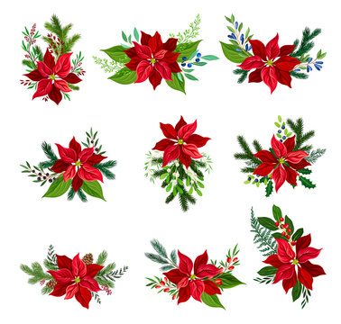 Christmas Flower Arrangements with Fir Tree Twigs and Mistletoe Branches Vector Set
