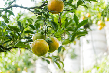 Closeup of satsumas (Bang Mot tangerine) ripening on tree