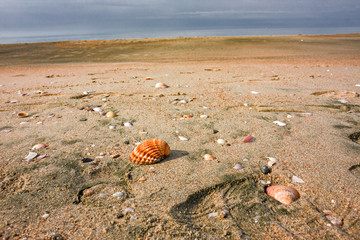 Close up of some bivalve shells on a sandy beach by the sea.
