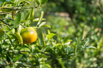 Closeup of satsumas (Bang Mot tangerine) ripening on tree