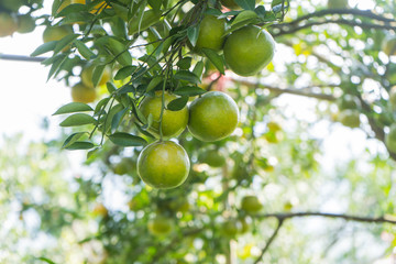 Closeup of satsumas (Bang Mot tangerine) ripening on tree