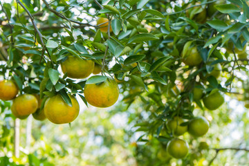 Closeup of satsumas (Bang Mot tangerine) ripening on tree