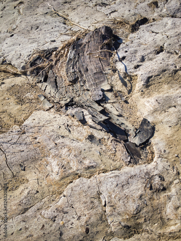 Wall mural tree fossils that look like traces of a bonfire. a miracle land where fossils from 1.7 to 2 million 