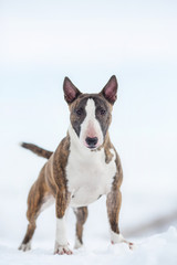miniature bull terrier dog in winter