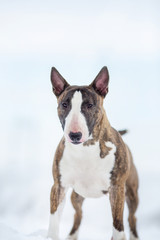 miniature bull terrier dog in winter