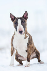 miniature bull terrier dog in winter