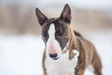 miniature bull terrier dog in winter