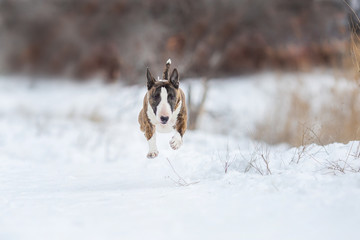 miniature bull terrier dog in winter
