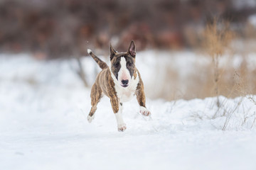 miniature bull terrier dog in winter