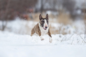 miniature bull terrier dog in winter