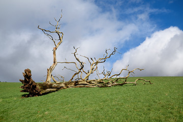 Fallen Oak Tree Uprooted Storm Damage 