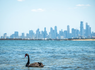 Swans in the ocean at Brighton Beach Melbourne 