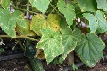Pest damaged cucumber leave caused by harmful insects, larvae, plant fungi, thrips and other...