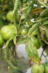 Tomato plants leaves infected by Late Blight pathogen Phytophthora infestans