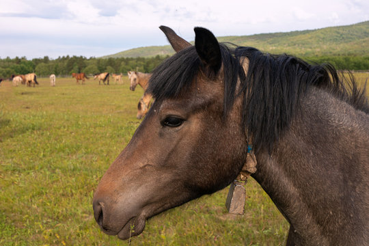 horse face side view in center of photograph on background of pasture and herd of horses.