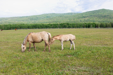 Naklejka na ściany i meble Adult horse, mare and young foal graze on field, mountain pasture against natural background