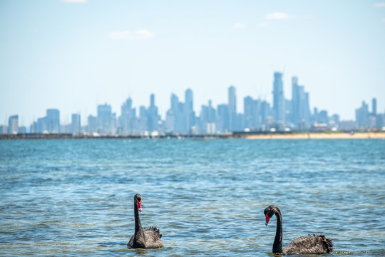 Swans in the ocean at Brighton Beach Melbourne 