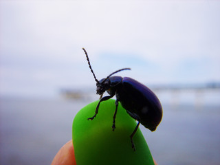 Beetle on the sea