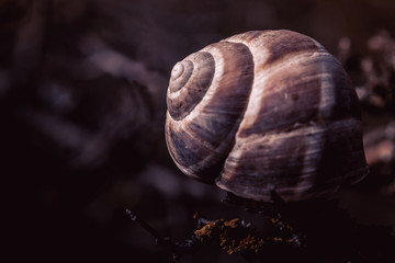 spiral snail shell