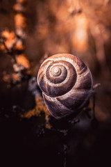 spiral snail shell in the forest brown color