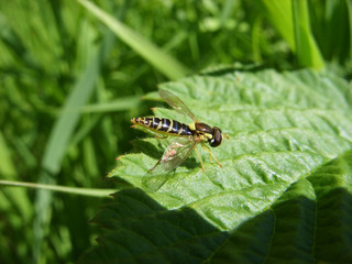 Wasp on the grass