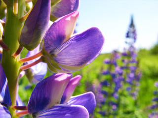 Lupine in the field