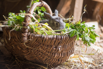 Cute gray rabbit in a wicker basket with grass