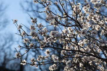 Almendro en flor en Madrid (España)